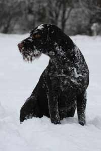 Birko vom Jura-Grund Schnee 4