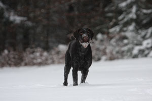Birko vom Jura-Grund 6