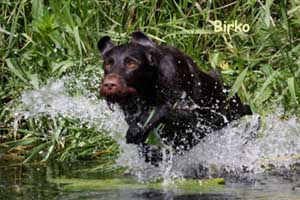 Birko vom Jura-Grund Wasser